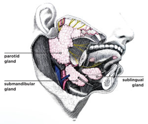 Breaking Down Salivary Glands - IDEA Health & Fitness Association