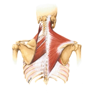 shoulder girdle joints